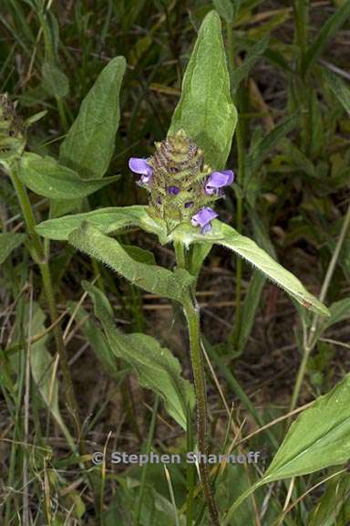 prunella vulgaris var lanceolata 3 graphic